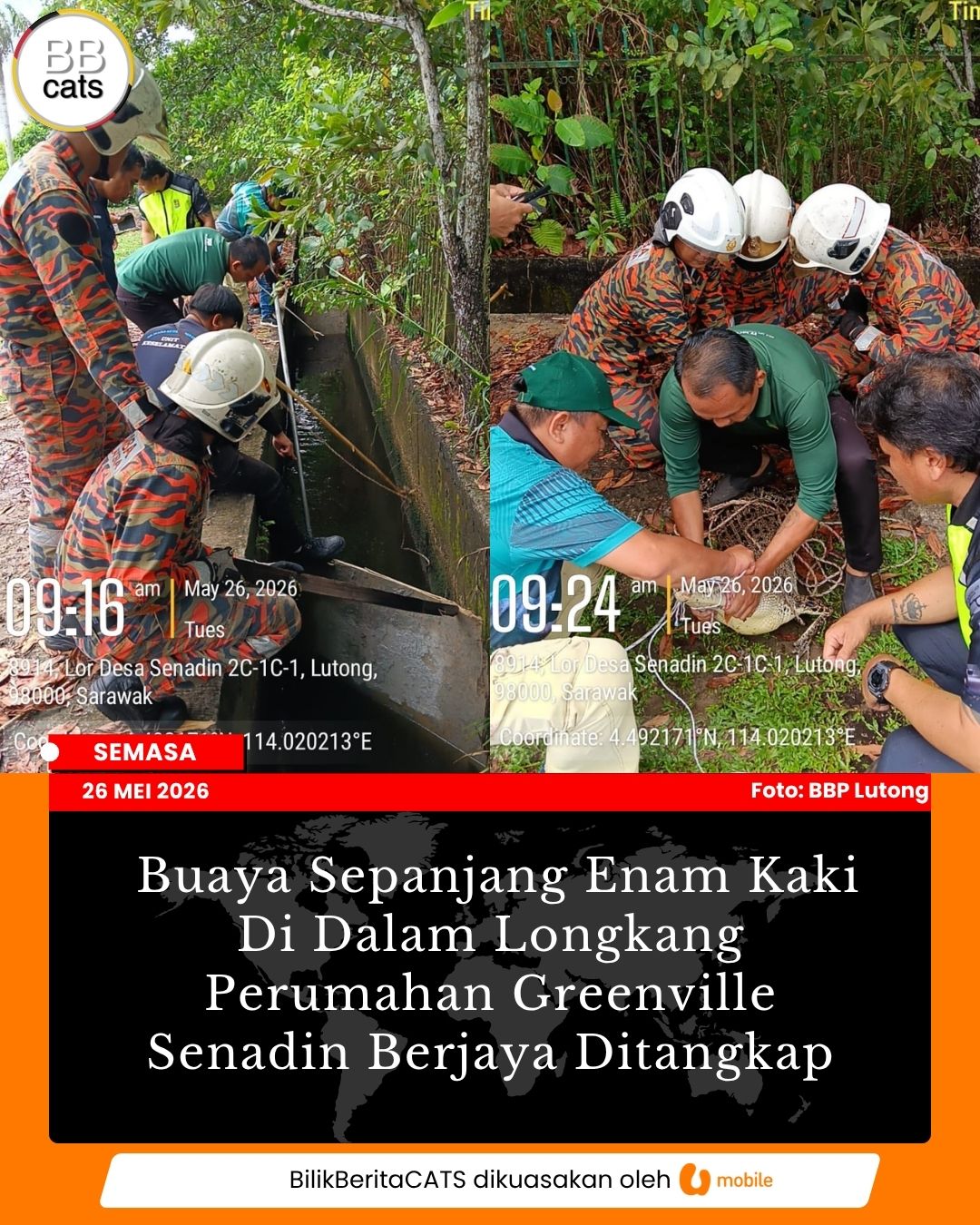 Buaya Sepanjang Enam Kaki Di Dalam Longkang Perumahan Greenville Senadin Berjaya Ditangkap